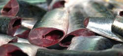 HGT sardine