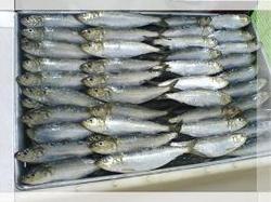 W/R sardines