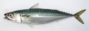 whole round frozen mackerel