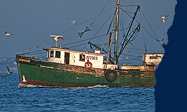 sardines Morocco